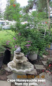 Cape Honeysuckle from my patio