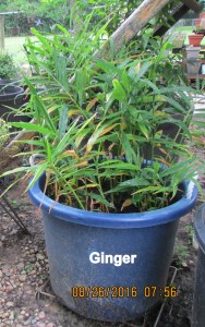 Ginger in late August