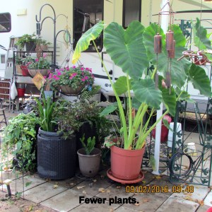 Fewer plants