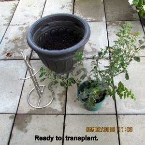 Ready to transplant