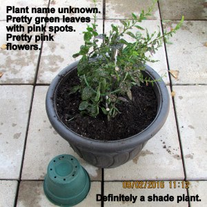 Transplanted and plant name unknown