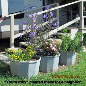Planters in Nedra's yard