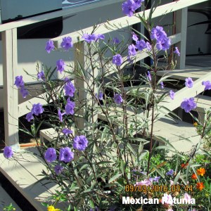 Mexican Petunia