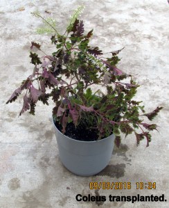 Coleus transplanted