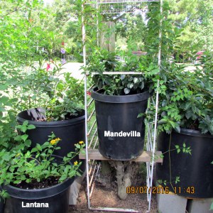 Mandevilla in early September