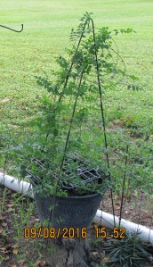 Hummingbird Trumpet Vine in early September (1)