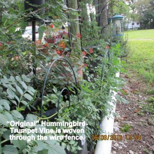 Original vine woven into wire fence