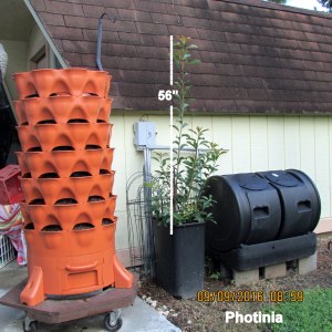 Photinia in early September