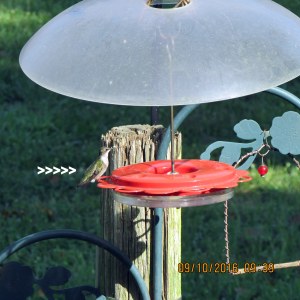 Hummingbird close up