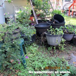 No watermelon, all weeds