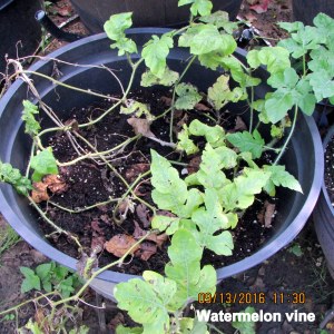Watermelon vine