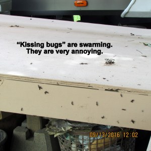 Kissing bugs are swarming