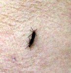 Kissing Bug close up