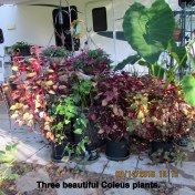 Three Coleus plants