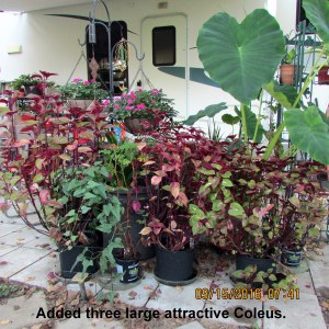 Early morning view of Coleus