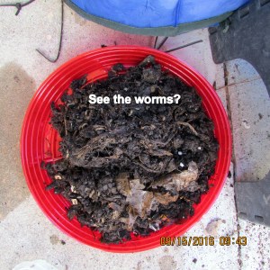 See the worms in the container