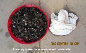 Ready to cover the worms