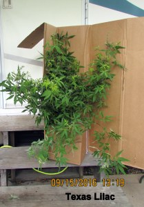 Texas Lilac package opened