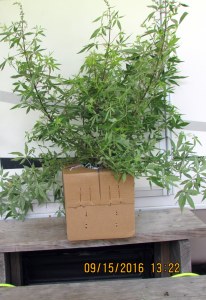 Texas Lilac out of the box