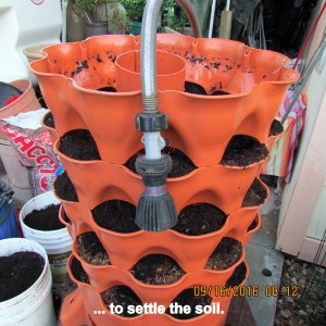 Hose water to settle soil