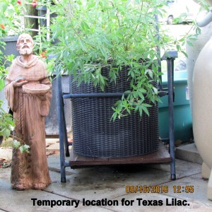 Temporary location for Texas Lilac