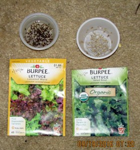 Soaking lettuce seed