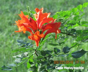 Cape Honeysuckle close up
