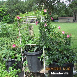 Mandevilla