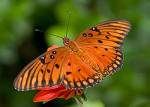 butterfly-similar-to-one-lorraine-photographed