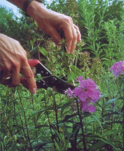 deadheading-spent-blooms