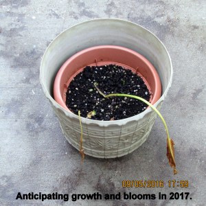 Calla Lily in early September