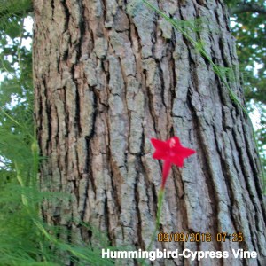 First bloom close up