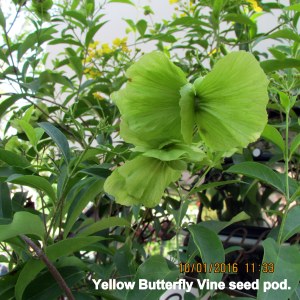 Yellow Butterfly Vine seed pod (2)