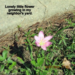 Little flower in Rae's yard