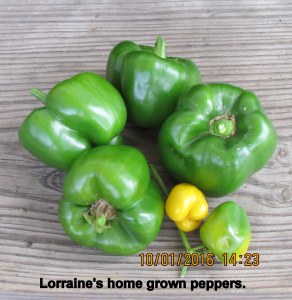 Home grown peppers