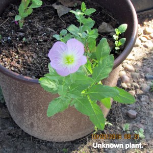 Unknown volunteer flower