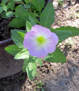 Unknown volunteer flower close up