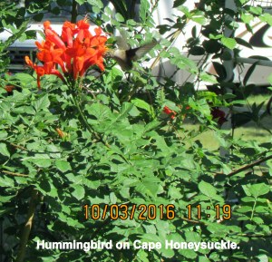 Hummingbird on Cape Honeysuckle (1)