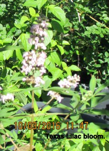 Texas Lilac (3)