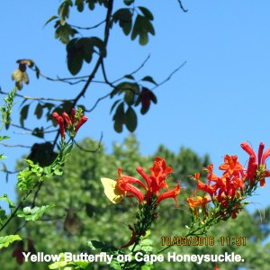 Yellow Butterfly on Cape Honeysuckle