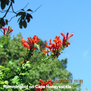 Hummingbird on Cape Honeysuckle (2)