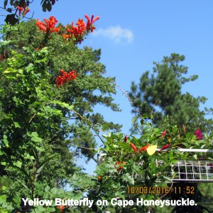 Yellow Butterfly on Cape Honeysuckle (2)