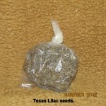 Texas Lilac seeds