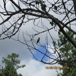 Hummingbird on tree limb (2)