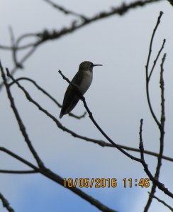 Hummingbird on tree limb (3)