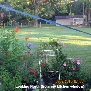 Looking North from my kitchen window