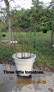 Three little tomatoes