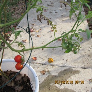 Three little tomatoes close up