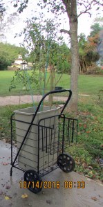 Another tomato planter