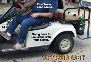 Going home with four plants